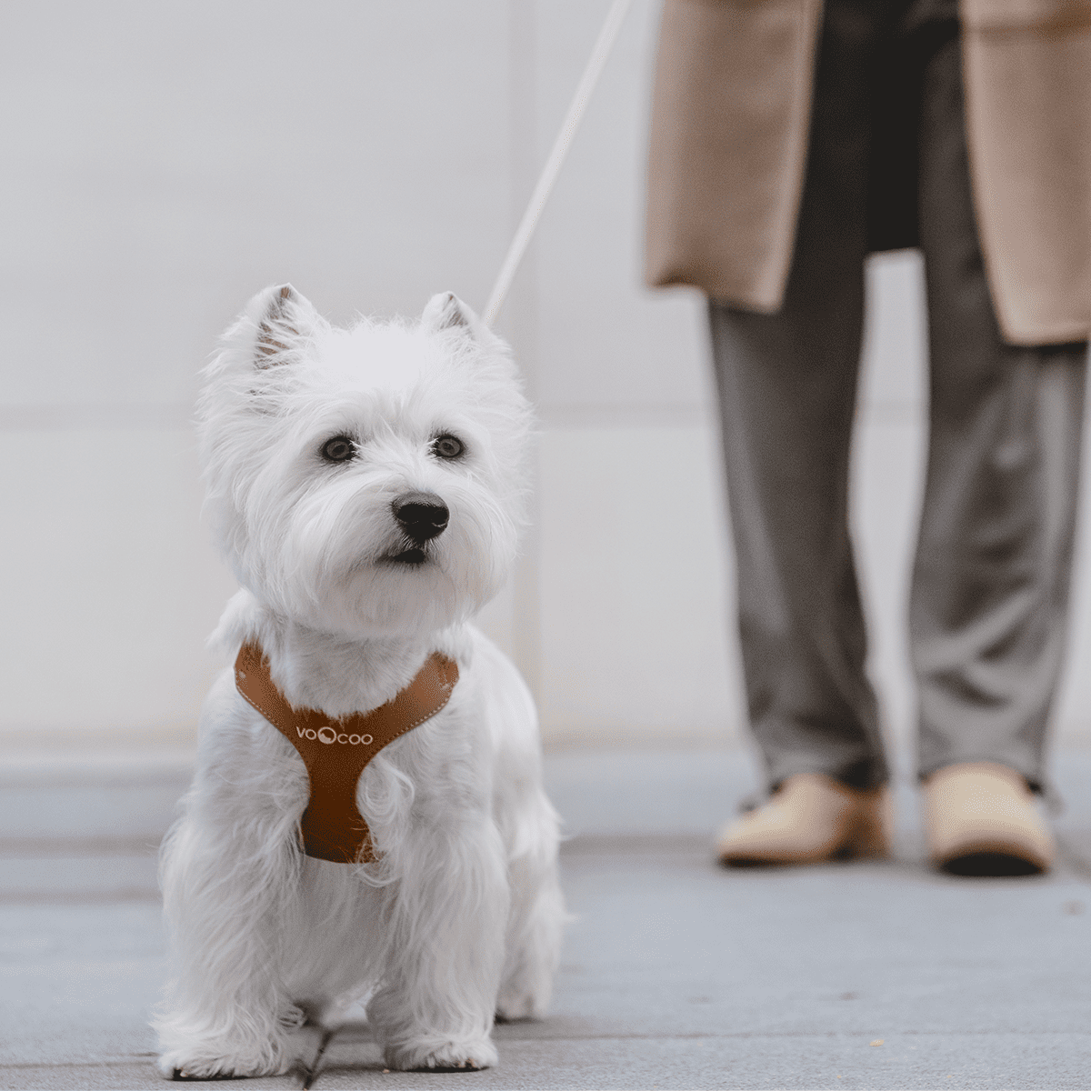 VOOCOO Dog Harness and Leash Set, No Pull No Choke Neck & Chest Adjustable Pet Harness for Small, Medium Dogs, Soft PU Leather Dog Harness with Reflective Anti-Twist Dog Leash for Puppy, Kitten, Cats