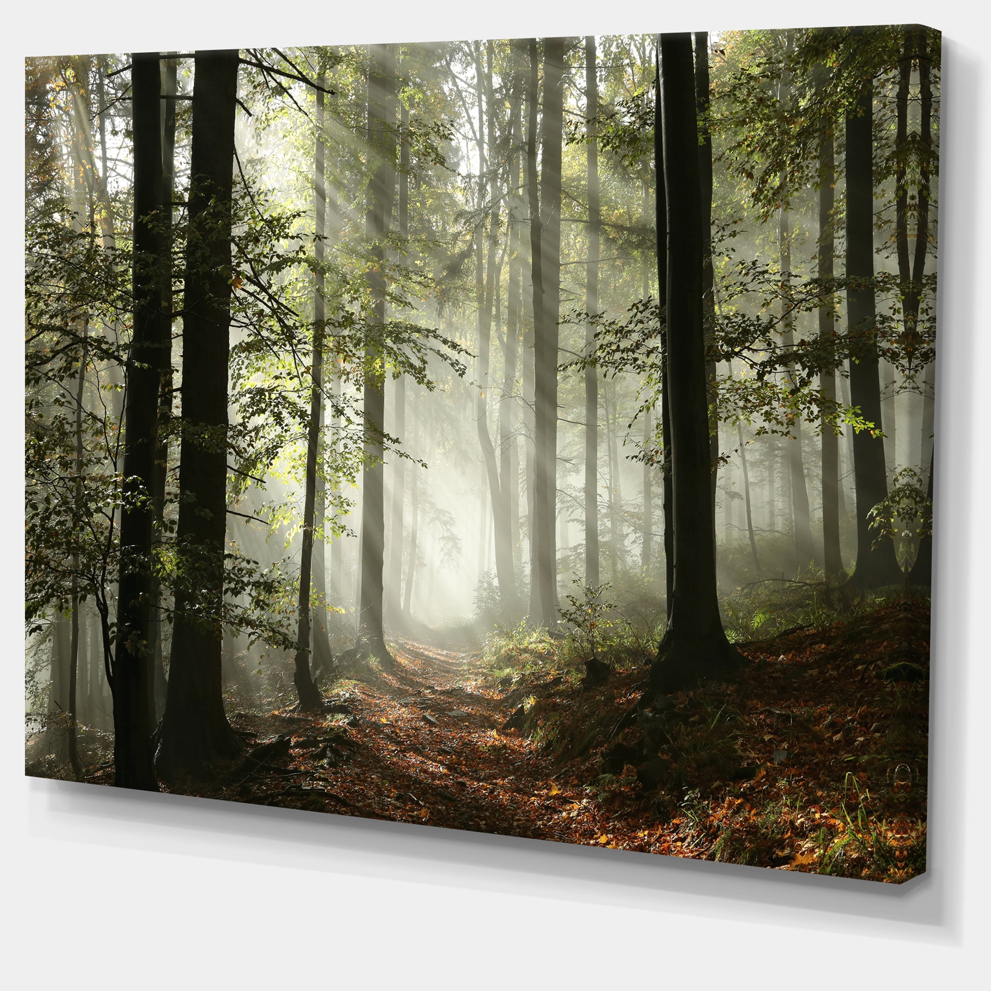 Designart 'Light in Dense Fall Forest with Fog ' Landscape Art Print Canvas