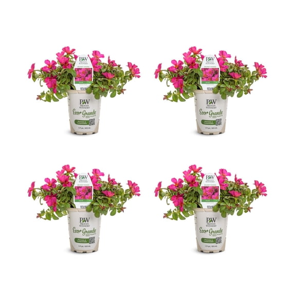 Proven Winners 4" Pink Mojave Fuchsia Purslane Live Plant in 4.25" Pot (4 Count)