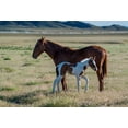 thumbnail image 2 of Garber, Howie 18x14 Gold Ornate Wood Framed with Double Matting Museum Art Print Titled - Wild horses-mother and yearling foal graze along Pony Express Byway, 2 of 4
