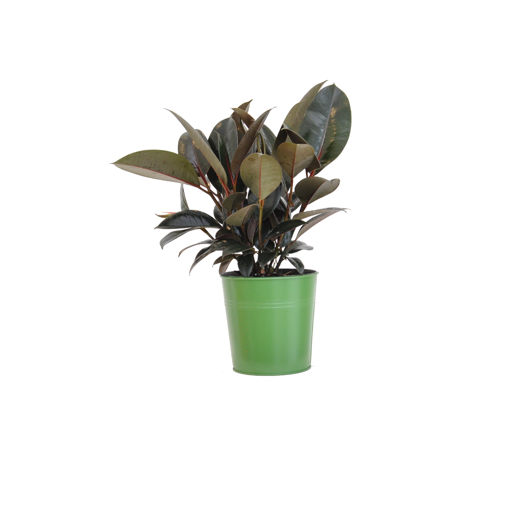United Nursery Ficus Elastica Burgundy Live Rubber Plant Indoor