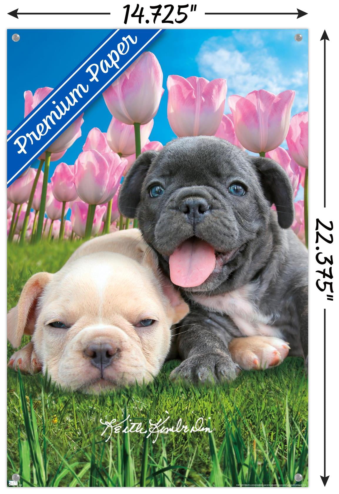 Keith Kimberlin - Bulldog Puppies Wall Poster with Pushpins, 14.725" x 22.375"