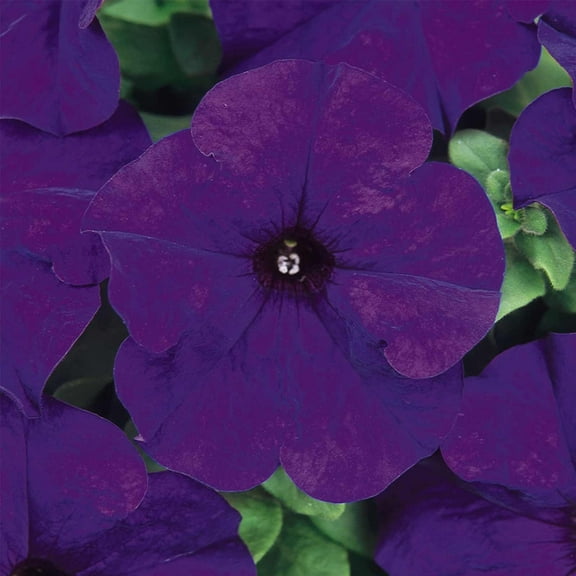 Mountain Valley Seed Company Dream Series 1000 Petunia Flower Seeds, Midnight Color, Annual Blooms