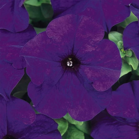 Petunia - Dream Series Flower Garden Seed - 1000 Pelleted Seeds - Midnight Color Flowers - Annual Blooms - Single Grandiflora