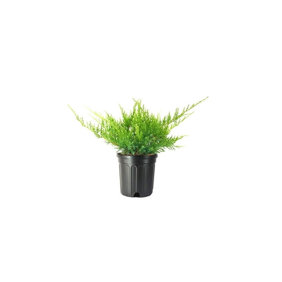Juniper Nicks Compacta - 3 Live Gallon Size Plants - Juniperus Chinensis - Drought Tolerant Cold Hardy Evergreen Groundcover