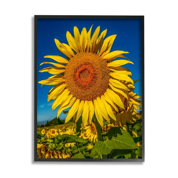 Stupell Industries Summery Sunflower Plant Blooming Summertime Clear Sky Photograph Black Framed Art Print Wall Art, Design by Steve Smith