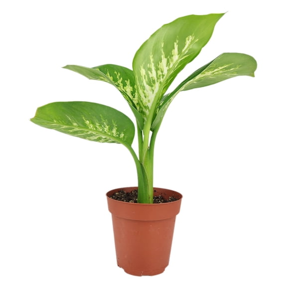 Dieffenbachia Tropic Snow (4"  Plastic Pot) - Air-purifying and Detoxifying Tropical Houseplant