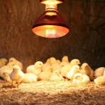 thumbnail image 5 of 250w Infrared Heat Lamp Waterproof Anti-Explosion Thickened Light Bulbs for Piglet Chicken Duck Birds, 5 of 5