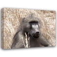 thumbnail image 1 of Dana Underdahl 24x20 Gallery Wrapped Canvas Wall Art Titled - Baboon Portrait III, 1 of 4