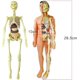 thumbnail image 4 of Juguetes modelo de cuerpo humano para niños, descripción realista de la anatomía humana, 4 of 5