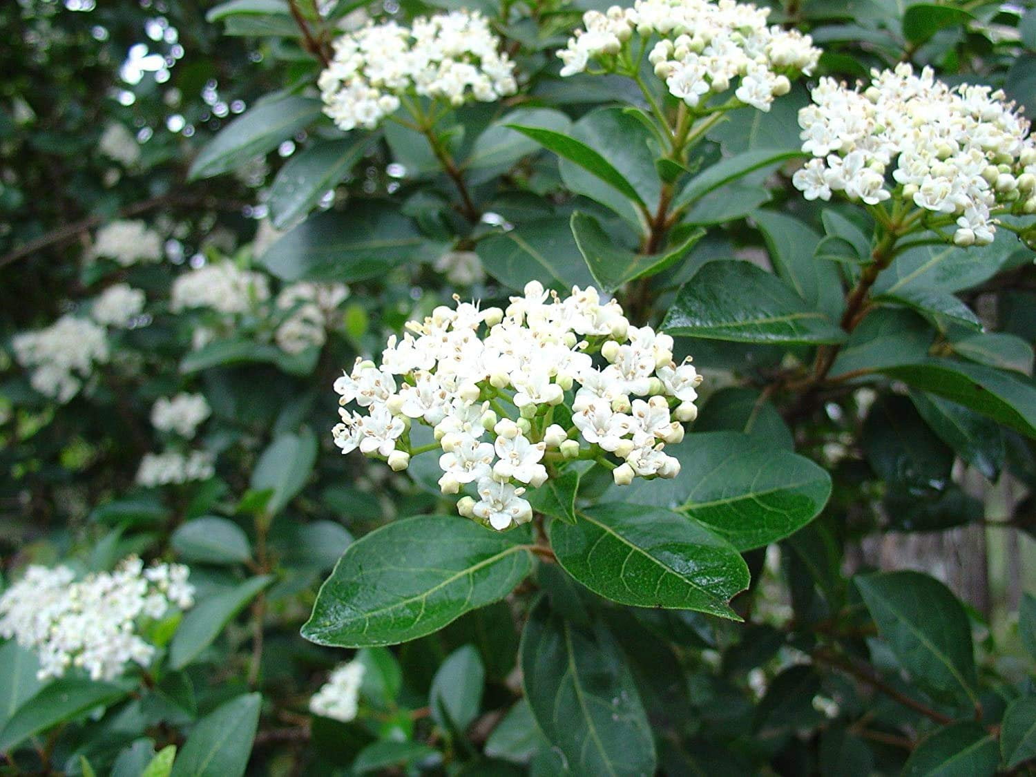 Sweet Viburnum  12 Large 4 Inch Pots  Viburnum Odorotissimum  Live Plants  Fast Growing Privacy Hedge, Shrub, Privacy Screen
