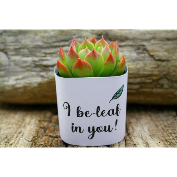 Plants Of Joy I Beleaf in you Print Succulent Wraps for Weddings, Baby Shower, and Party Favors. 25 Count Pack.