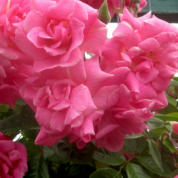 Heirloom Roses CL Pinkie Climbing Roses Bush Seeds