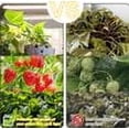 thumbnail image 6 of Glowing Garden: 288 Led Plant Lamp, Sunlight Dimmable Plant Light, Full-Spectrum Grow Lights, Indoor Plant Growth Lamp For Your Home Decor, Wide Application Ensuring Versatility, 6 of 6