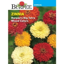 Burpee Burpee's Big Tetra Mixed Colors Zinnia Flower Seed