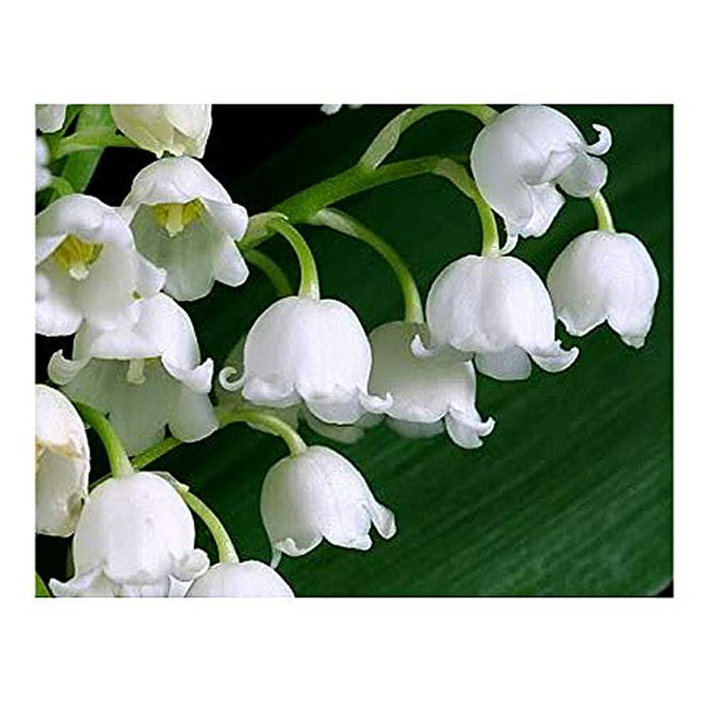 10 Large, Fresh, Plump Lily of The Valley Bare Root Plant Pips with