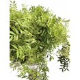 thumbnail image 5 of Lentisco Flor Natural Ramo de 50 tallos Verde 60cm de alto, 5 of 5