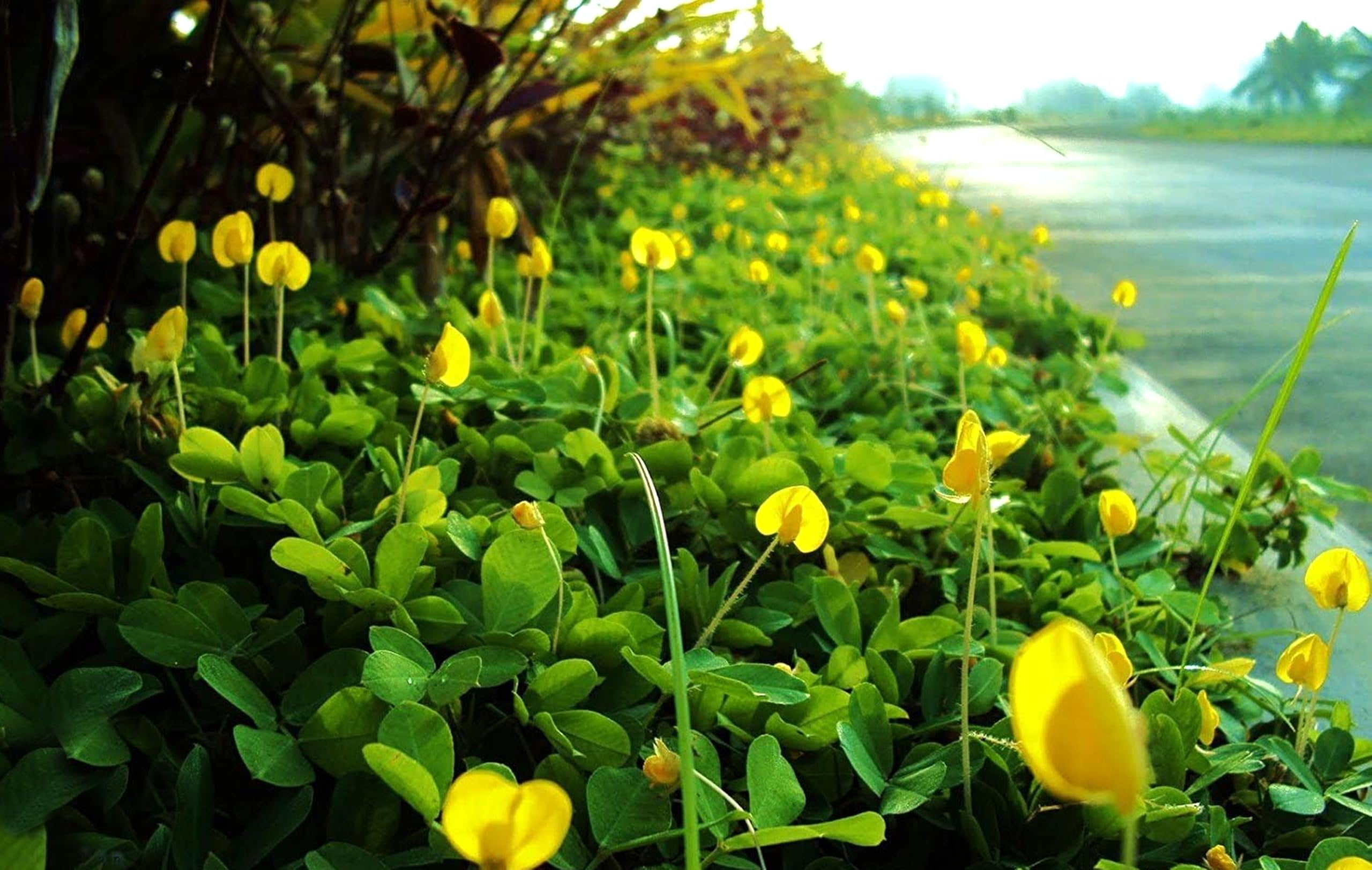 Ornamental Peanut Grass - Arachis Glabrata - 3 Live Plants in 2" Pots - Fully Rooted Drought Tolerant Ground Cover