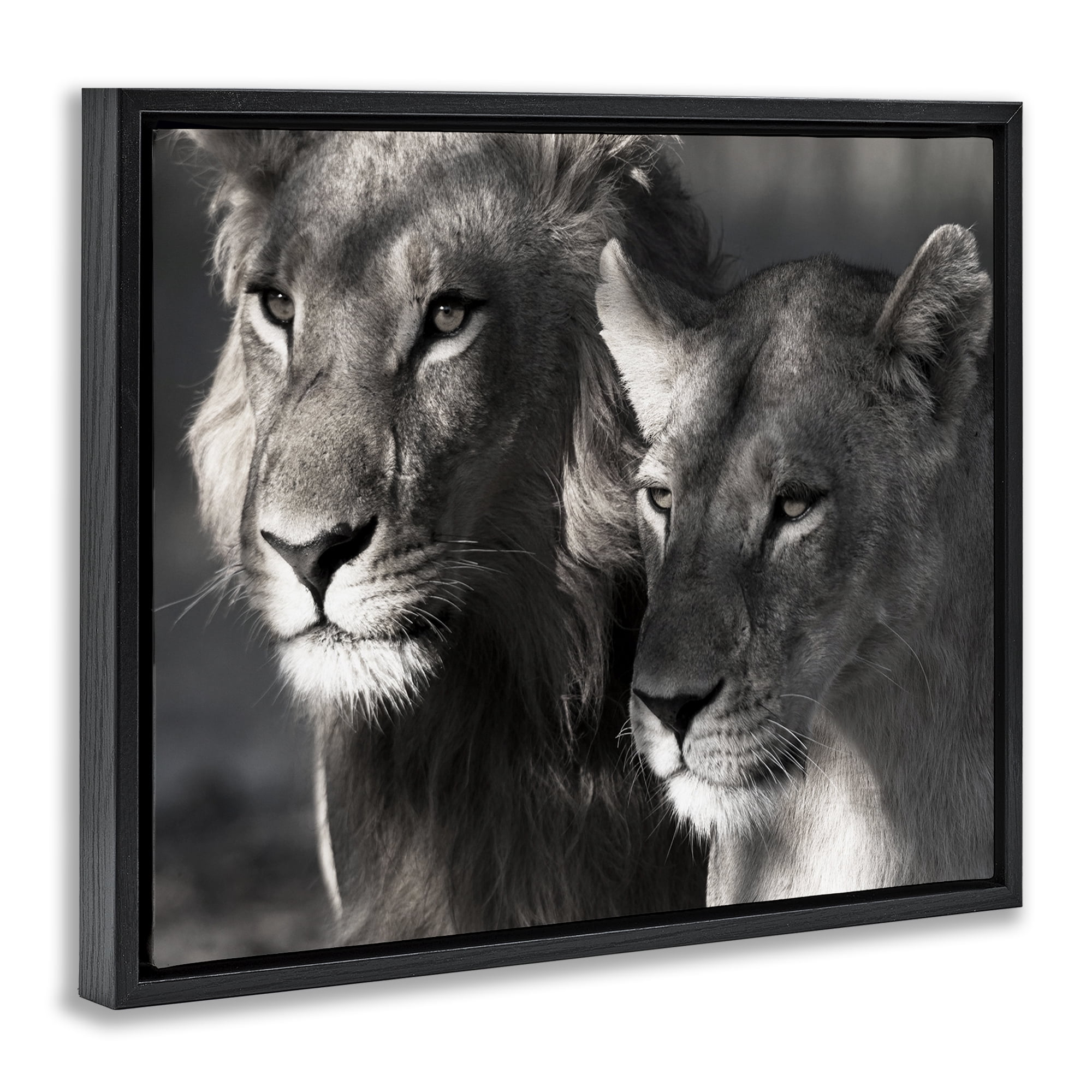 Stupell Industries Strong Lion & Lioness Animals & Insects Photography Black Floater Framed Canvas Art Print Wall Art, 21 x 17