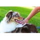 thumbnail image 4 of Toallitas de aseo para mascotas Earthbath Mango Tango, 100 unidades, para perros y gatos, 4 of 10