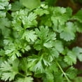 Italian Flat Leaf Parsley MMF7 Seeds NonGMO Cultivate Edible Parsley Plants Healthy
