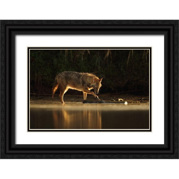Gavra, Assaf 14x11 Black Ornate Wood Framed with Double Matting Museum Art Print Titled - Jackal Morning Play