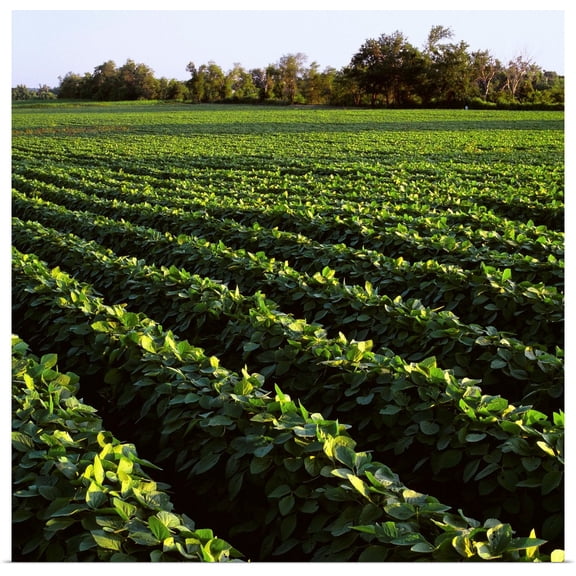 Great BIG Canvas | Rolled Curt Maas Poster Print entitled Rows of mid growth soybean plants, Central Iowa