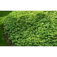 thumbnail image 3 of Classy Groundcovers, Japanese Spurge, Carpet Box (flat of 18 Pots, 3 1/4 inch square), 3 of 9
