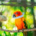 thumbnail image 3 of FENGGUIQU Sky Blue Parrot Cone Collar Bird Anti-Biting Neckwear Safe Durable Bird Accessory, 3 of 5