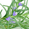 Rosemary