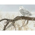 thumbnail image 1 of Fallen Willow Snowy Owl - Cobble Hill., 1 of 2