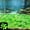 Green, variant on Luminous Aquarium Decorations 100PCS Artificial Starfish Sea Shells Glowing Stones For Fish Tank, Glow In The Dark Underwater Ornament Rocks For Freshwater Saltwater Aquascape Night Decor