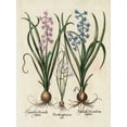 thumbnail image 2 of Besler, Basilius 15x18 White Modern Wood Framed Museum Art Print Titled - Besler Hyacinth I, 2 of 4
