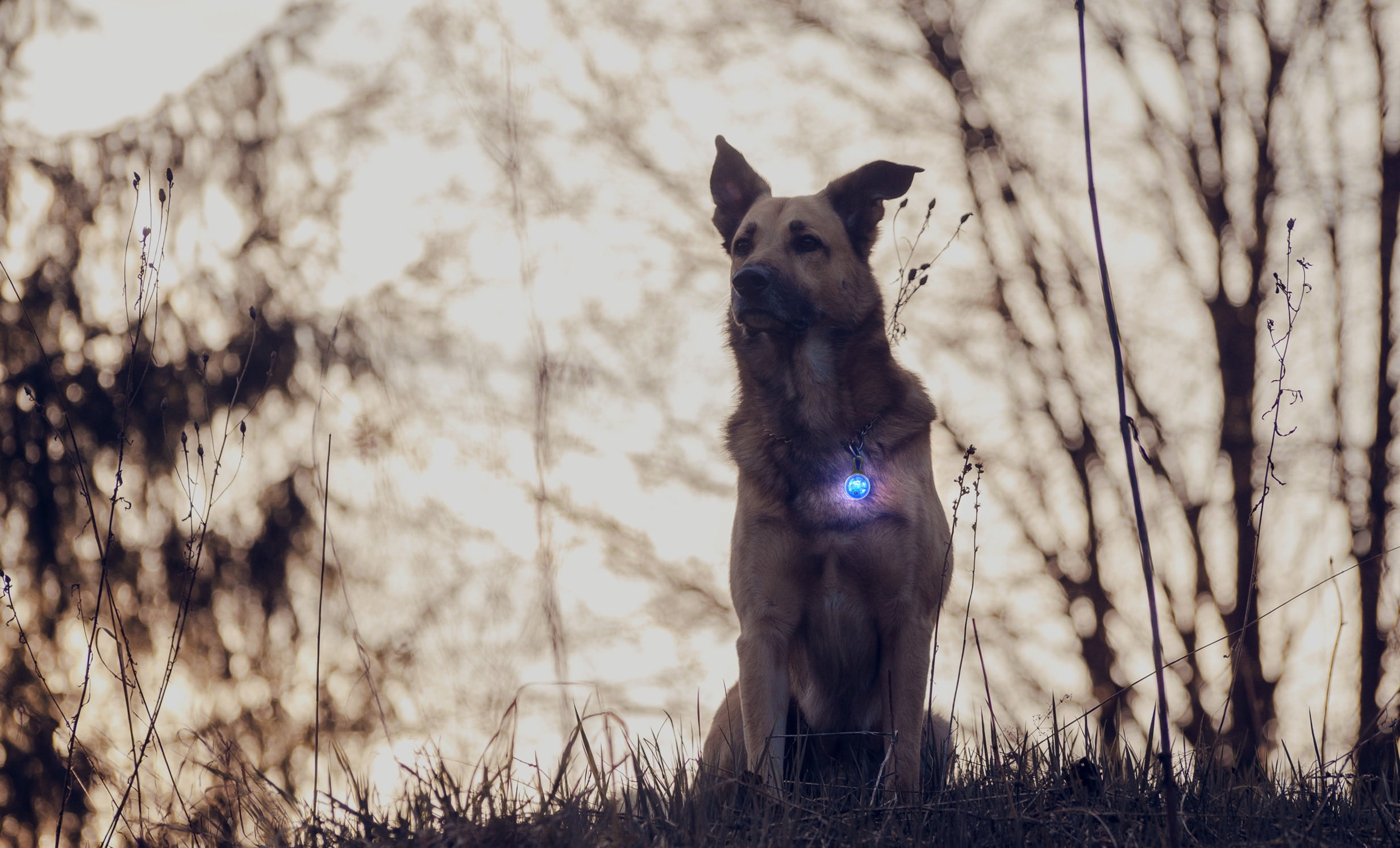 Tail Light LED Circular Collar Charm, Multiple Colors Available