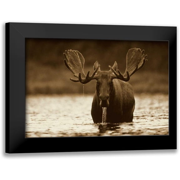 Fitzharris, Tim 14x11 Black Modern Framed Museum Art Print Titled - Moose male raising its head while feeding on the bottom of a lake, North America