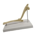 thumbnail image 4 of Modelo de articulación de perro, modelo anatómico, accesorios, decoración artesanal portátil, herramienta educativa, estructura de articulación de Articulación del codo, 4 of 8
