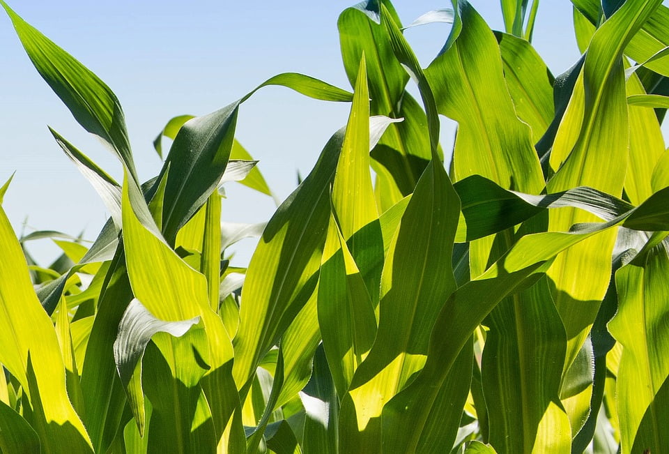Framed Art For Your Wall Agriculture Leaves Foliage Green Corn Husks Framed Art For Your Wall Agriculture Leaves Foliage Green Corn Husks 10x13 Frame