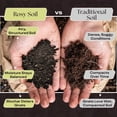 thumbnail image 3 of Aroid Soil Potting Mix - Peat-Free, Microbially Active Biochar Powered Soil for Aroids - Superior Aeration & Drainage for Aroid Plants - Ideal for Indoor Gardening - 4 Quarts, 3 of 3