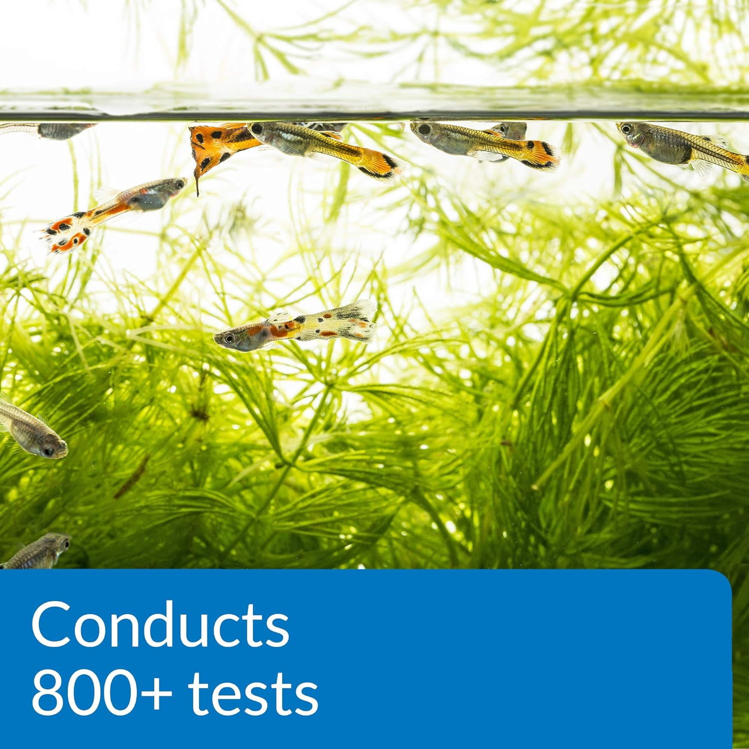 API Freshwater Master Test Kit, Aquarium Water 850 Test Kit
