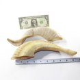 thumbnail image 3 of 2 Sheep Horn  #023-2 Natural Colored Polished Ram Horns, 3 of 4