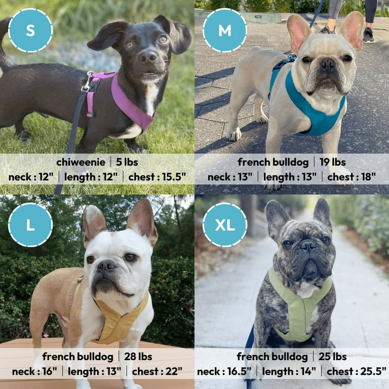 Best harness for chiweenie online