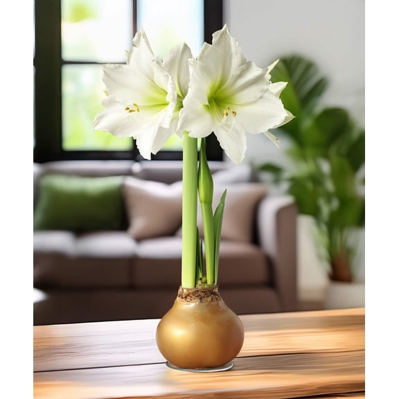 Gold Waxed Amaryllis with White Flower