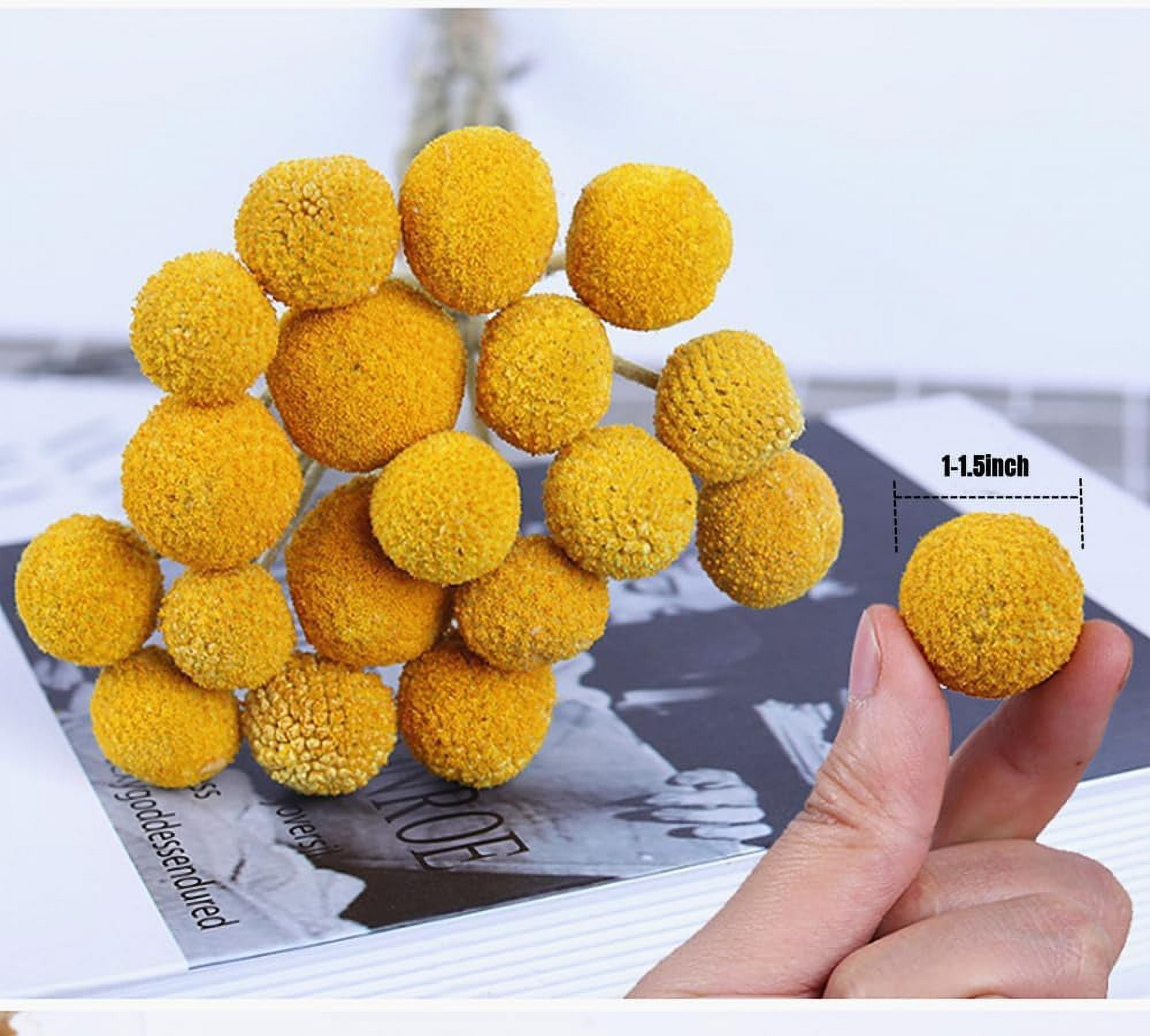 0 Stems Natural Craspedia Dried FlowersYellow Billy Buttons Balls Bouquet Natural Dried Flowers Large Diameter for Home Decor Photo Props DIY Wedding Decoration