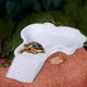 thumbnail image 5 of Cuenco de agua para tortugas Cuenco de agua para reptiles Cuenco de agua para tortugas Cuenco de agua para tortugas Se puede desmontar y montar Lavabo de baño para tortugas, 5 of 6
