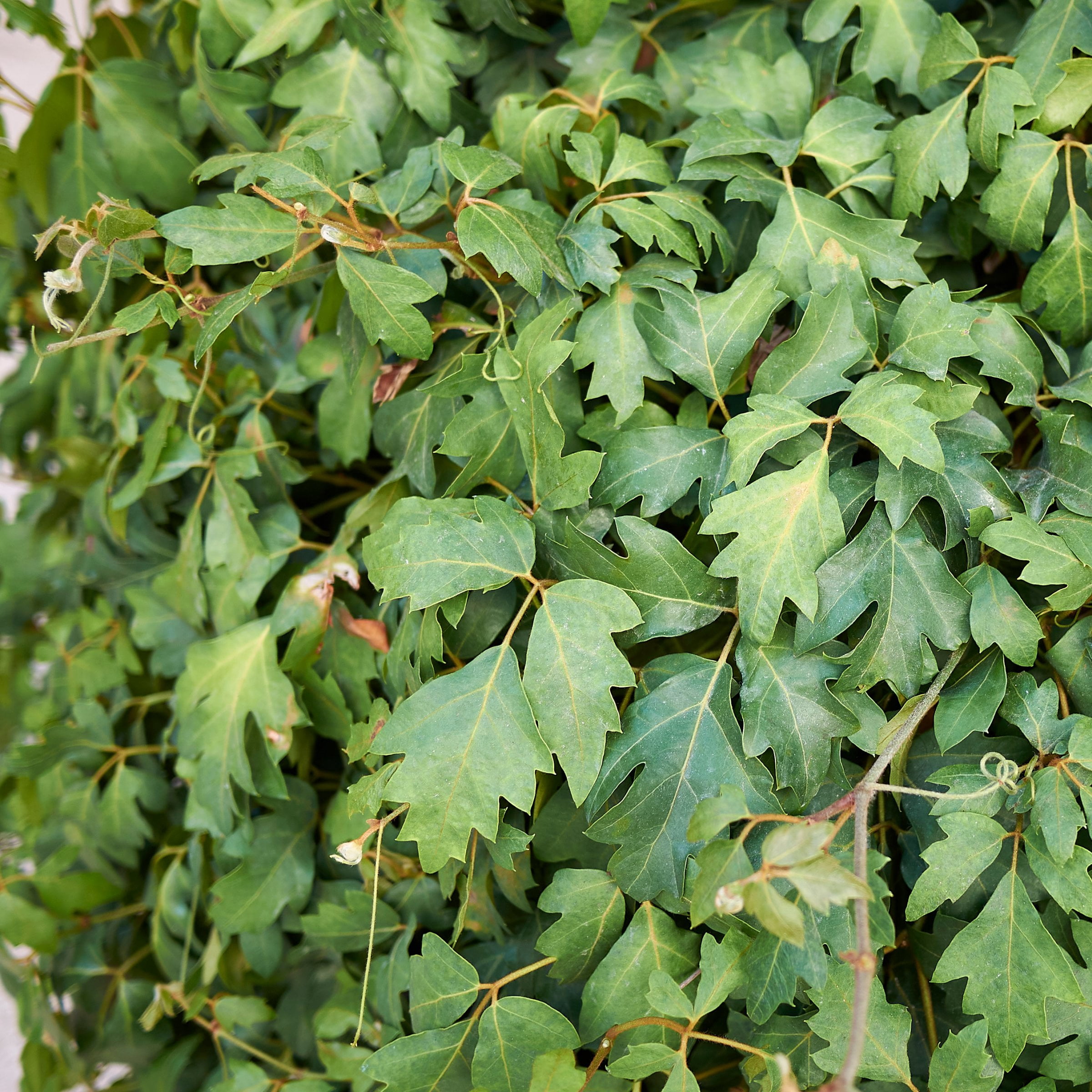 6 in. Cissus Ellen Danica Oak Leaf Plant in Grower Container