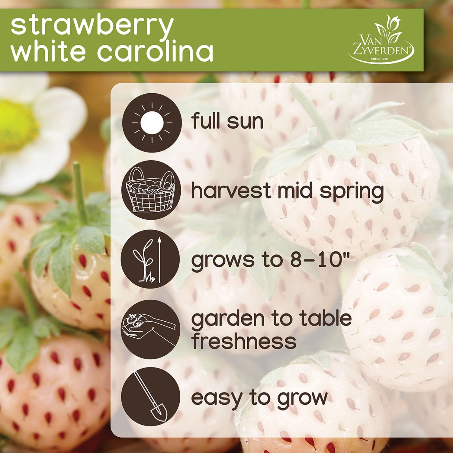 Expert Gardener Strawberry Collection (Set of 30 Bundled Dormant
