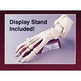 thumbnail image 3 of Lindberg Skeletal Foot, 3 of 4