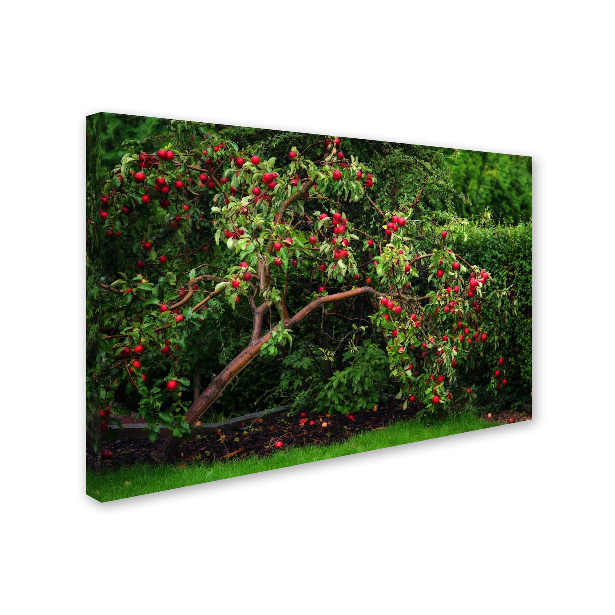Trademark Fine Art "The Apple Tree" Canvas Art by Philippe Sainte-Laudy