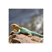 Safari Ltd. Collared Lizard Figurine - Realistic 7.25 Figure - Educational Toy for Boys, Girls, and Kids Ages 3+