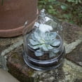 thumbnail image 2 of Syndicate Home &amp; Garden Terrarium Cloche Mini Greenhouse, 2 of 5